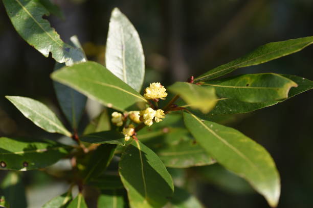 istock Bay laurel (Laurus nobilis) flowers 1216874531