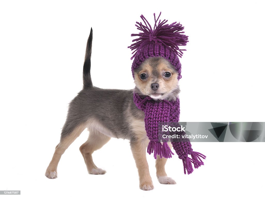 Cute chihuahua puppy wearing hat and scarf standing  Animal Stock Photo