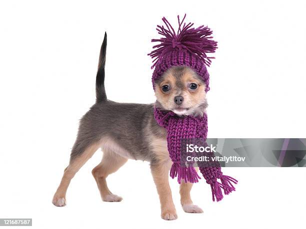 Cute Chihuahua Puppy Wearing Hat And Scarf Standing Stock Photo - Download Image Now