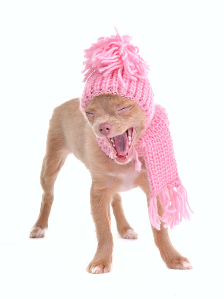 chihuahua cachorro usar sombrero y bufanda bostezar el entusiasmo - chihuahua dog pets yawning fotografías e imágenes de stock