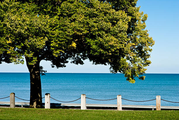 istock Tree and Lake Michigan 121687760