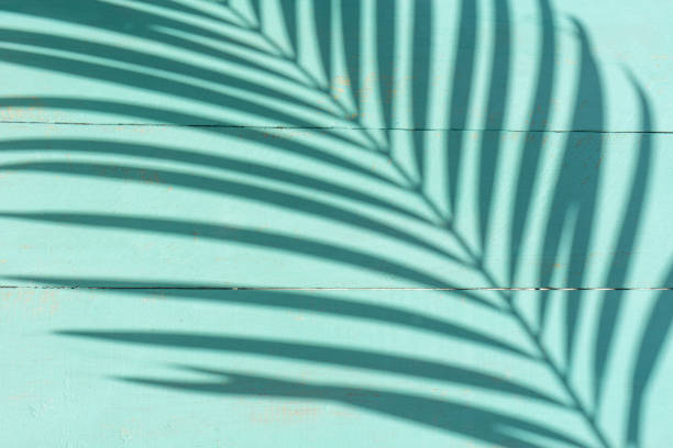 istock Turquoise background with palm for tropical concept 1216877833