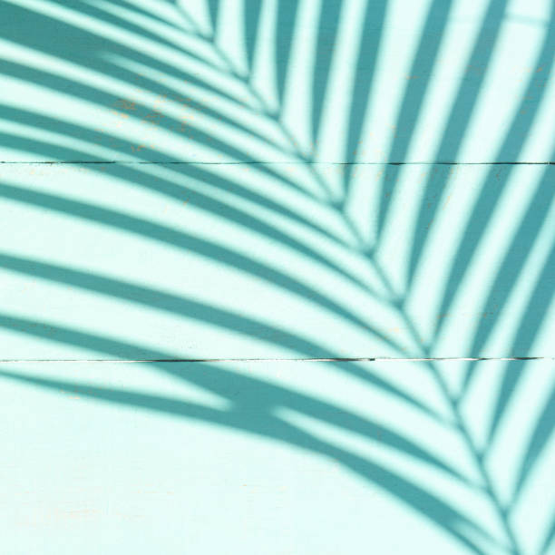 istock Turquoise background with palm for tropical concept 1216877871
