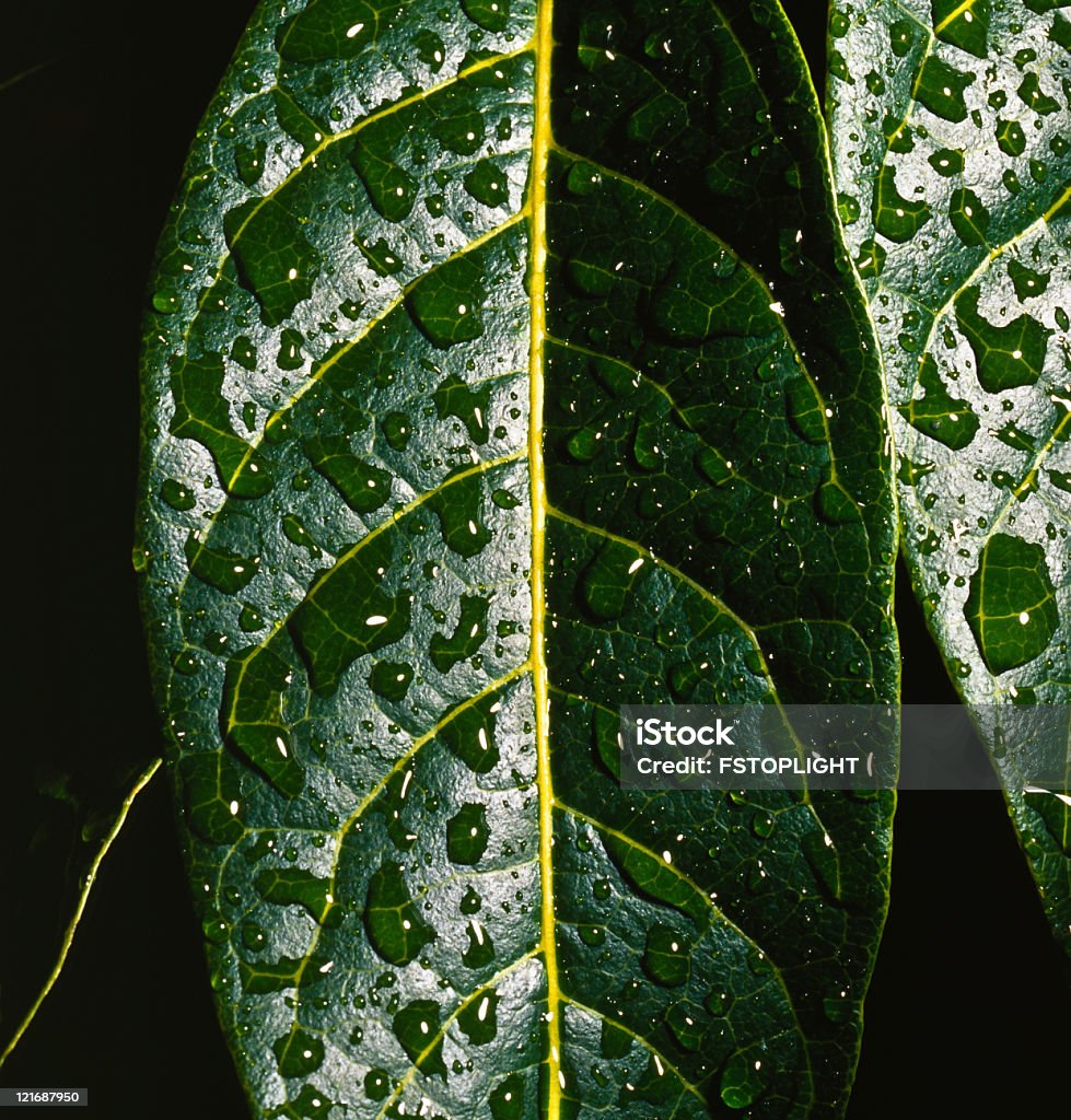 Green leaf with drops of water green leaf with drops of water Chlorophyll Stock Photo