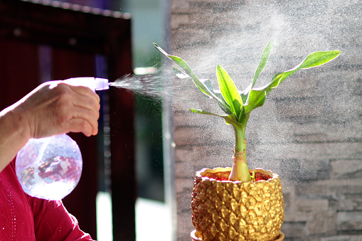 A female adult is spraying water and taking care of plants during lockdown in Malaysia.