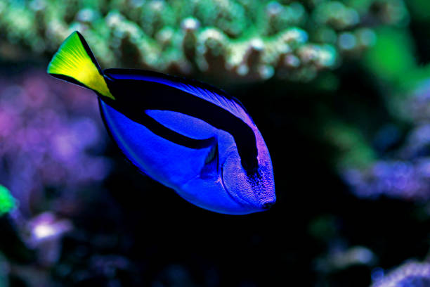 istock Royal blue tang - Paracanthurus hepatus 1216882598