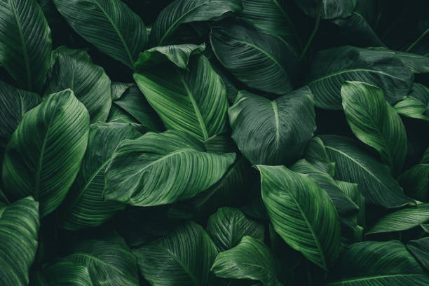 istock green leaves for background and wallpaper 1216883332