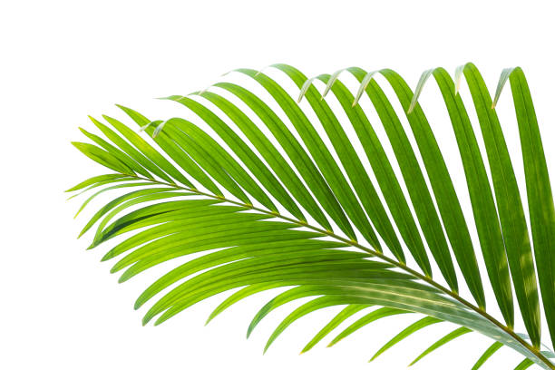 istock green leaves for background and wallpaper 1216883345