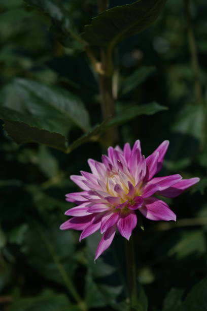 istock Dahlia - Light Purple and Cream 1216884061