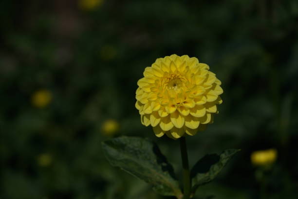 Dahlia - Light Yellow stock photo