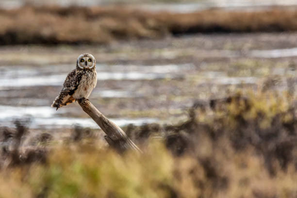 istock short-eared owl perching on a wooden pole at Boundary Bay Beach, Delta, BC, Canada 1216885476