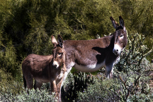 istock Wild burros in the Sonoran Desert 1216885478