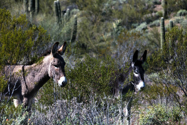 istock Wild burros in the Sonoran Desert 1216886065