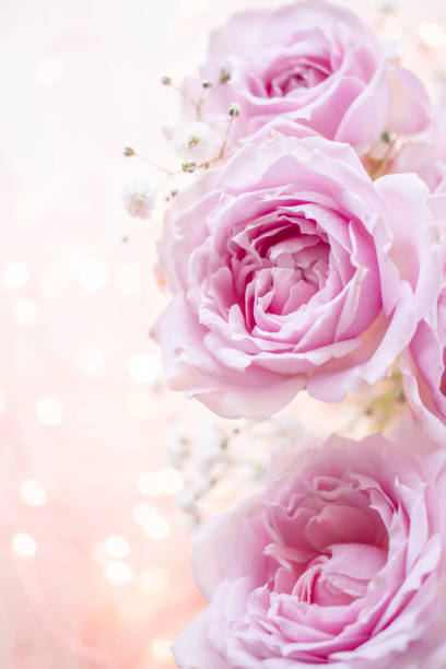 istock Pink rose on glitter background 1216886161