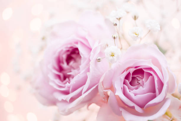 istock Pink rose on glitter background 1216886181