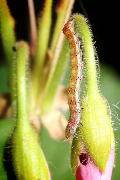 istock Tobacco Budworm Caterpillar (Heliothis virescens; Chloridea virescens) on Geranium bud (Pelargonium sp.) 1216886730