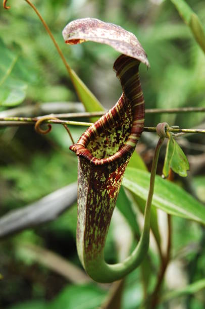 istock Nepenthes rafflesiana 1216886787