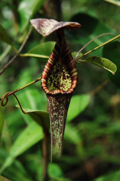 istock Nepenthes rafflesiana 1216886894