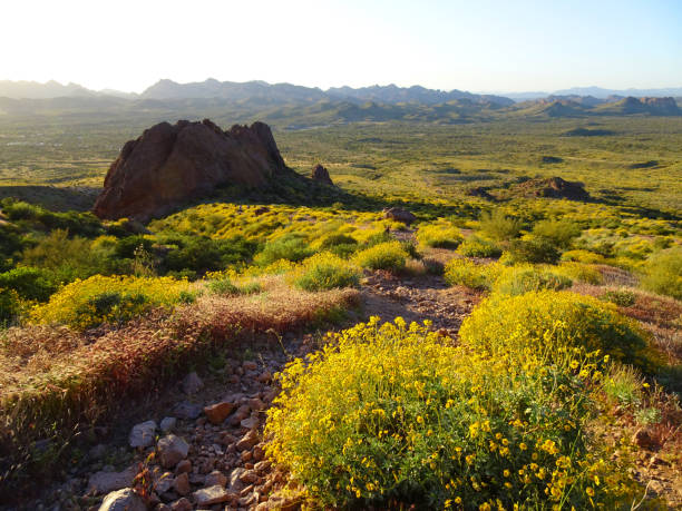 istock Beauty of the Superstitions 1216888320
