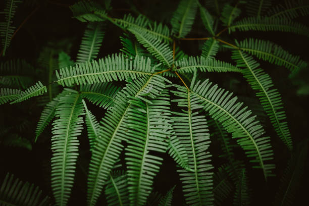 istock Selective focus closed up tropical summer green leaf dark tone background 1216888953