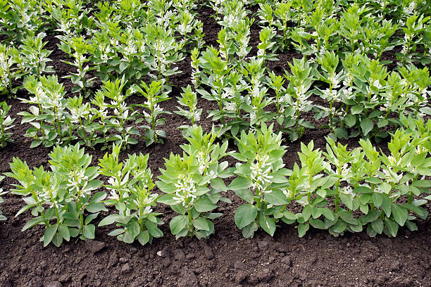 Broad bean plants  broad bean plant stock pictures, royalty-free photos & images