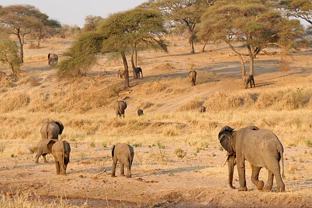 istock Elephants in Tanzania 121689283
