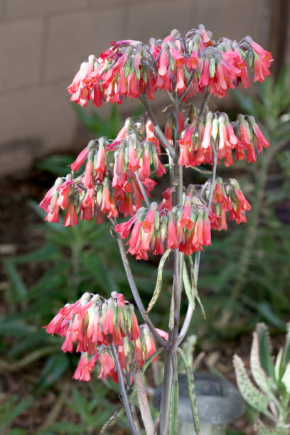 istock Alligator Plants Flowering in Desert Backyard
