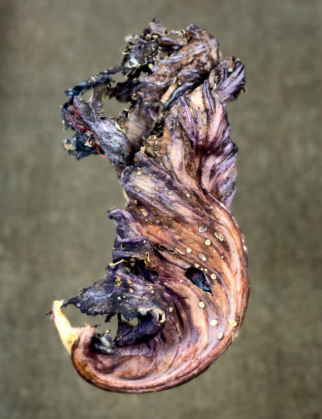 istock Dried and curled up leaves from a red cabbage 1216893254