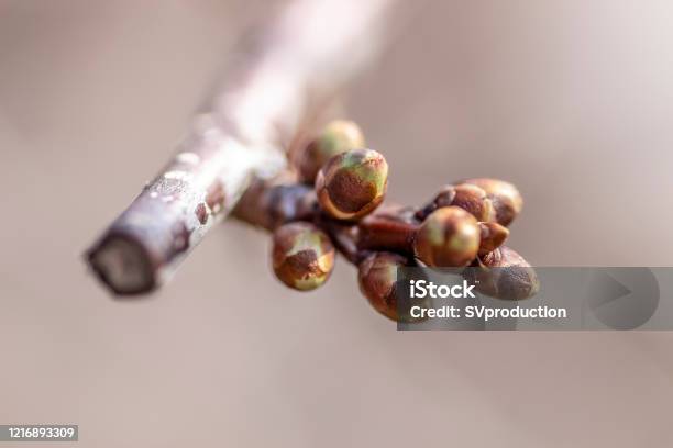 Die Knospen Eines Cerrybaums Stockfoto und mehr Bilder von Ast - Pflanzenbestandteil - Ast - Pflanzenbestandteil, Baum, Baumblüte