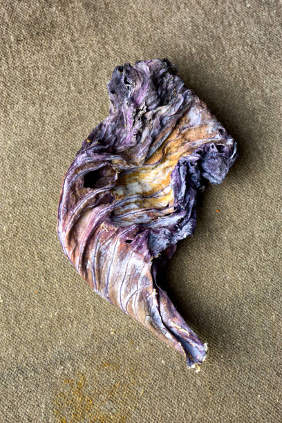 istock Dried and curled up leaves from a red cabbage 1216894238