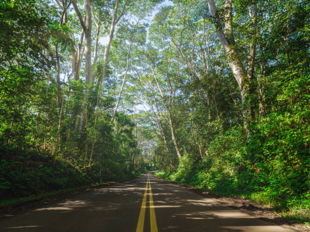 route de hana drive maui island, hawaï - hawaii islands maui hana road photos et images de collection