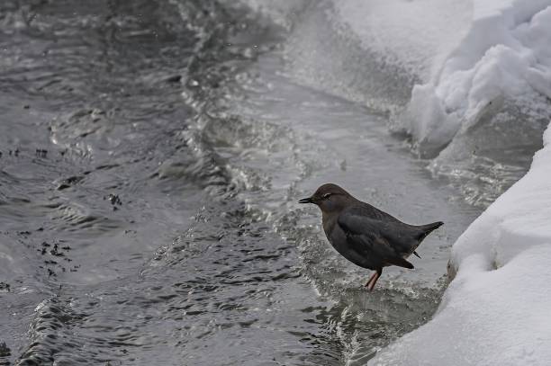 American Dipper, Cinclus mexicanus, also known as a Water Ouzel,  feeds on the bottom of fast-moving, rocky streams. Yellowstone National Park, WY. Very cold conditions in the middle of Winter. Hunting for food in the very cold water. American Dipper, Cinclus mexicanus, also known as a Water Ouzel,  feeds on the bottom of fast-moving, rocky streams. Yellowstone National Park, WY. Very cold conditions in the middle of Winter. Hunting for food in the very cold water. cinclidae stock pictures, royalty-free photos & images
