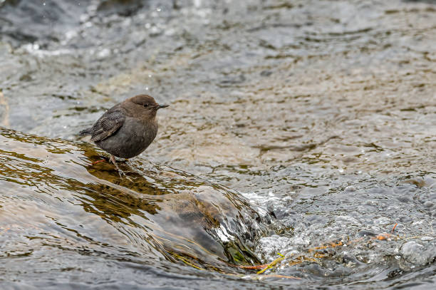 American Dipper, Cinclus mexicanus, also known as a Water Ouzel,  feeds on the bottom of fast-moving, rocky streams. Yellowstone National Park, WY. Very cold conditions in the middle of Winter. Hunting for food in the very cold water. American Dipper, Cinclus mexicanus, also known as a Water Ouzel,  feeds on the bottom of fast-moving, rocky streams. Yellowstone National Park, WY. Very cold conditions in the middle of Winter. Hunting for food in the very cold water. cinclidae stock pictures, royalty-free photos & images