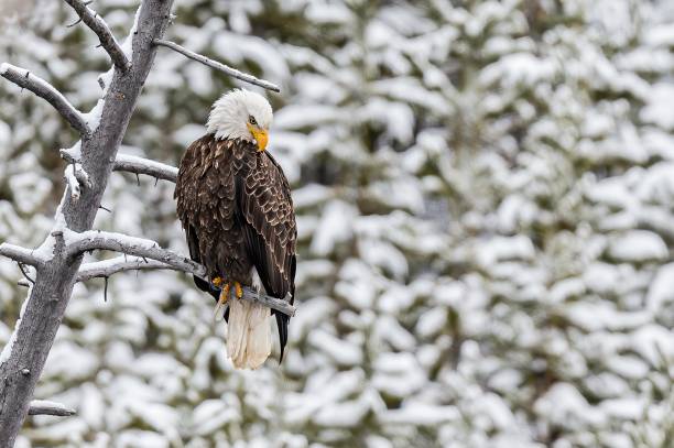 istock Bald Eagle, Haliaeetus leucocephalus;  sitting on a tree, Winter in Yellowstone National Park, Wyoming. 1216896041
