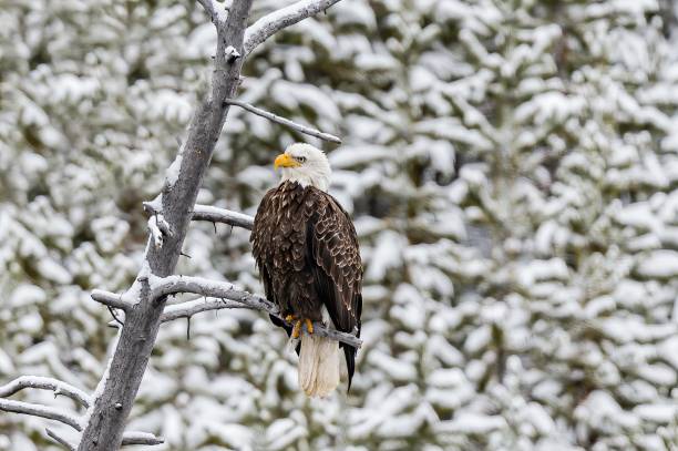 istock Bald Eagle, Haliaeetus leucocephalus;  sitting on a tree, Winter in Yellowstone National Park, Wyoming. 1216896052