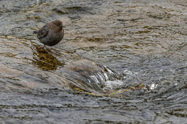 American Dipper, Cinclus mexicanus, also known as a Water Ouzel, feeds on the bottom of fast-moving, rocky streams. Yellowstone National Park, WY. Very cold conditions in the middle of Winter. Hunting for food in the very cold water. american dipper, cinclus mexicanus, también conocido como water ouzel, se alimenta en el fondo de arroyos rocosos de rápido movimiento. parque nacional yellowstone, wy. condiciones muy frías en pleno invierno. a la caza de alimentos en el agua muy fría