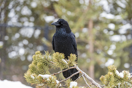 The Common Raven (Corvus corax), also known as the Northern Raven, is a large, all-black passerine bird. Found across the northern hemisphere, it is the most widely distributed of all corvids. Perching.