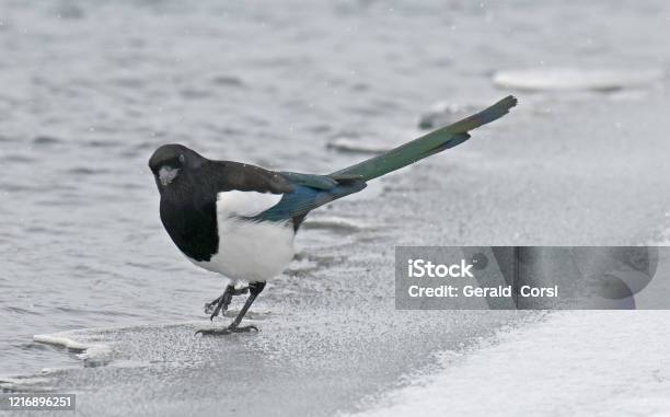Blackbilled Magpie Pica Hudsonia Winter In Yellowstone National Park Wyoming Standing On Snow And Ice Looking For Food Stock Photo - Download Image Now