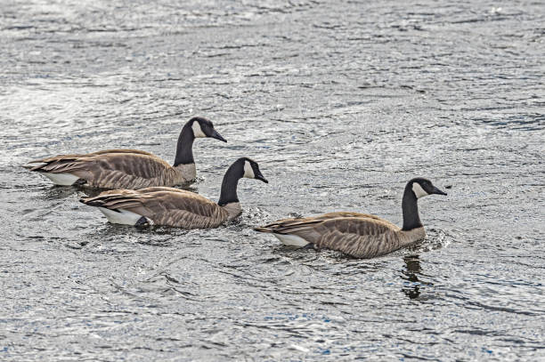 Canada Geese in the river, Winter in Yellowstone National Park, Wyoming Canada Geese in the river, Winter in Yellowstone National Park, Wyoming anseriformes photos stock pictures, royalty-free photos & images
