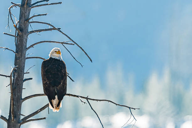 Blad Eagle flyby