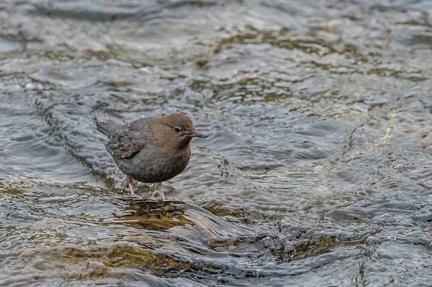 American Dipper, Cinclus mexicanus, also known as a Water Ouzel, feeds on the bottom of fast-moving, rocky streams. Yellowstone National Park, WY. Very cold conditions in the middle of Winter. Hunting for food in the very cold water. american dipper, cinclus mexicanus, también conocido como water ouzel, se alimenta en el fondo de arroyos rocosos de rápido movimiento. parque nacional yellowstone, wy. condiciones muy frías en pleno invierno. a la caza de alimentos en el agua muy fría