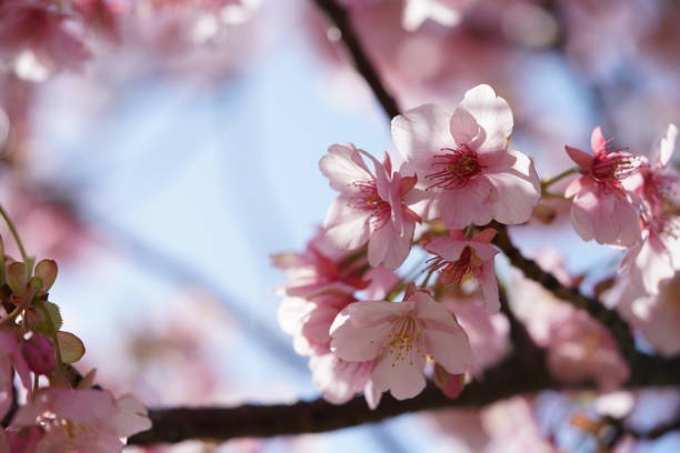 istock Cherry 'Kawazu-zakura' 1216896296