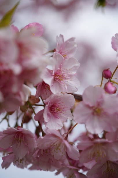 istock Cherry 'Kawazu-zakura' 1216897249