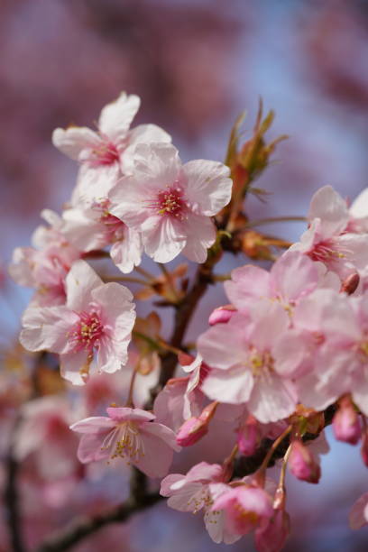 istock Cherry 'Kawazu-zakura' 1216897276