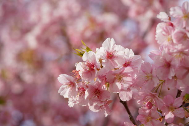 istock Cherry 'Kawazu-zakura' 1216897314
