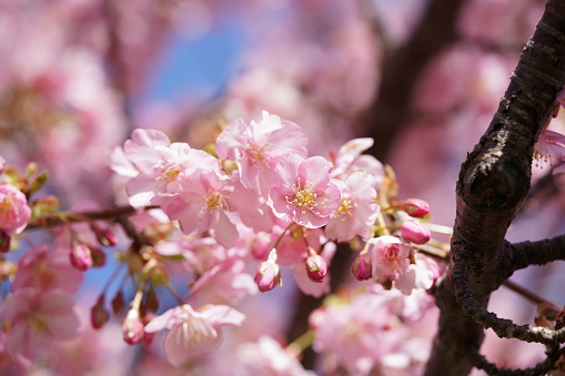 Pink blossom of Kawazu-zakura