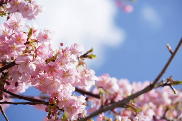 istock Cherry 'Kawazu-zakura' 1216897377