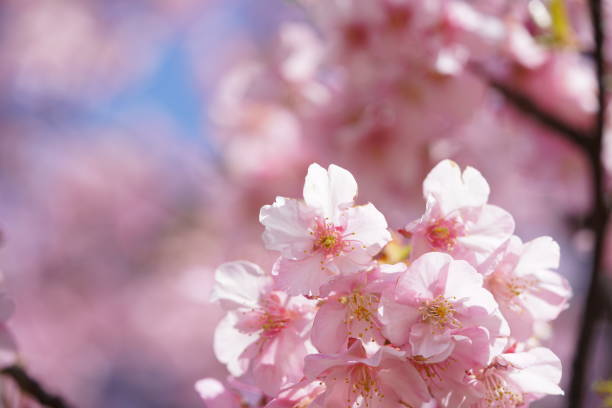 istock Cherry 'Kawazu-zakura' 1216897480