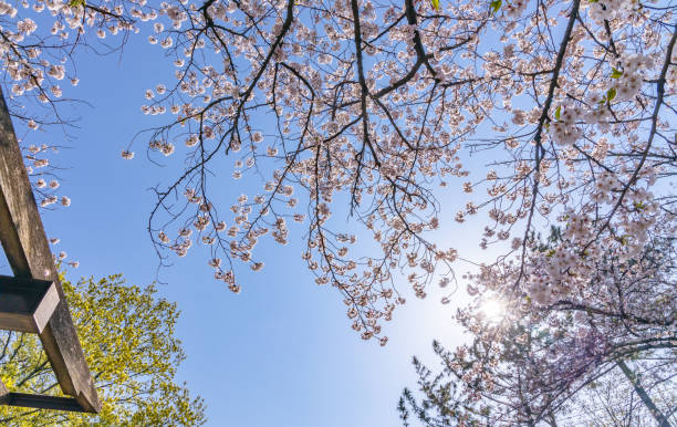 istock Beautiful cherry blossoms with blue sky 1216897496