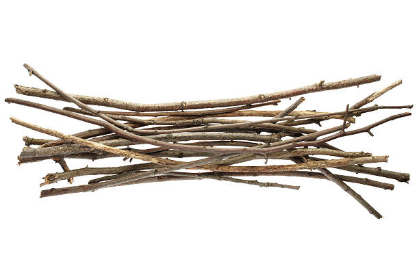 Sticks and twigs  stick plant part stock pictures, royalty-free photos & images